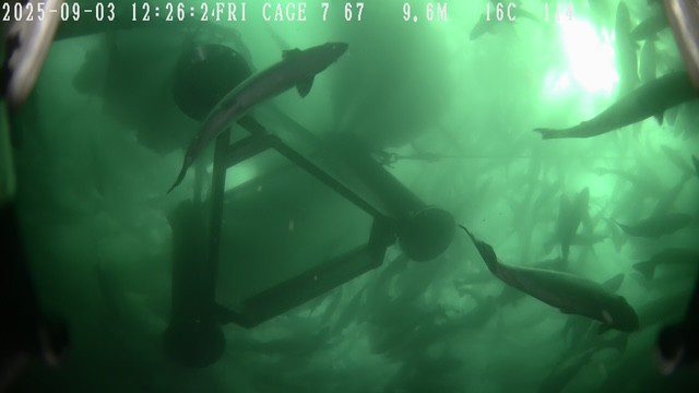 GroAqua and Moleaer Address One of Salmon Farming’s Most Demanding Operational Challenges as Crowding Solution Deployments Expand
