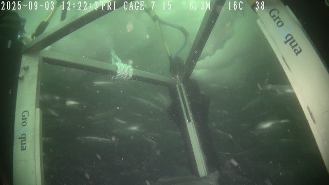 Groaqua And Moleaer Address One Of Salmon Farming's Most Demanding Operational Challenges As Crowding Solution Deployments Expand